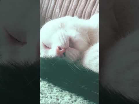 One minute of my cat when he’s asleep (And also aggressively twitching his nose)