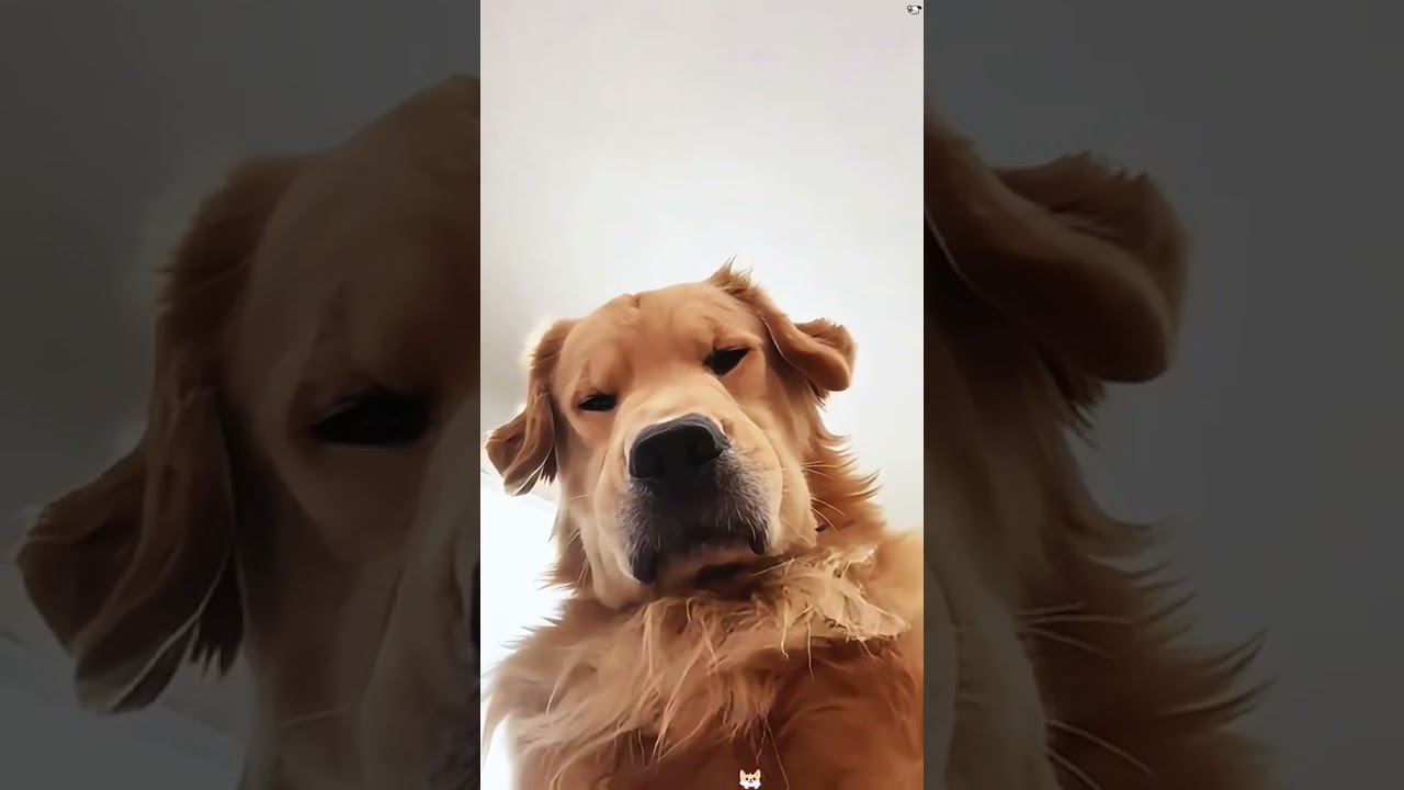 When you raise a golden retriever #funnyvideos #pet #funny #shortsfeed