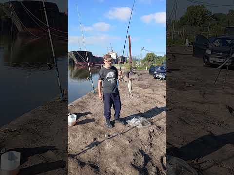 10 abril 2026 - Ensenada - Río Santiago - Bogas y doradillos más bonus track... antes del puente.