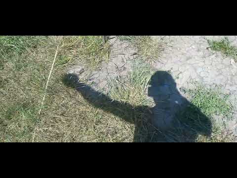 Driluri pe balta Gruiu