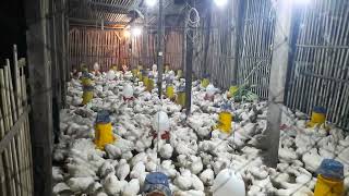 Download lagu MANAJEMEN PEMELIHARAN AYAM PEJANTAN USIA 30 HARI SAMPE PANEN mp3