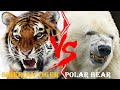 Siberian Tiger VS Polar Bear Siberian Tiger VS Polar Bear Who Would Win