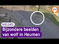 Dit moet je zien: wolf rent op klaarlichte dag door dorp