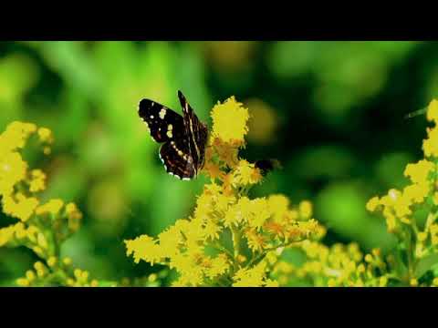 Butterfly with guhan