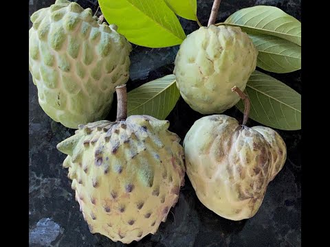 Atemoya Fruit - Comparing Dream Atemoya, Geffner Atemoya, and Pink Mammoth? Atemoya