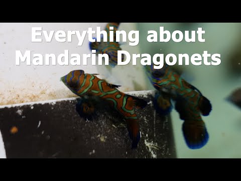 Let's talk fish! - Mandarin Dragonet from Biota Aquariums