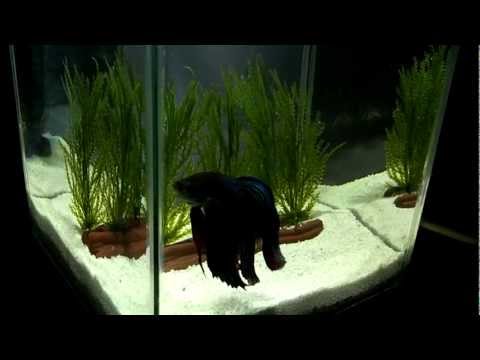 Betta fish tank