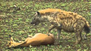 Gazelles LUCKY ESCAPE from CHEETAH and HYENA by PL