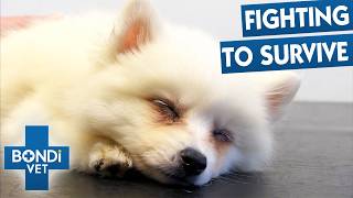 Sick Puppy's Condition Suddenly Turns Critical | Bondi Vet