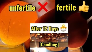 Egg Candling | Fertile and unfertile Eggs  Incubation It Home Incubating Chicken Eggs Day 1By Day 12