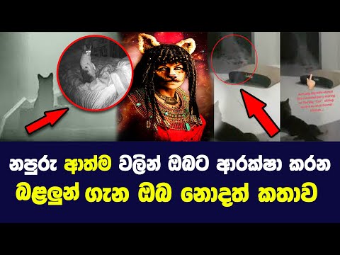 ඔබේ නිවසේ පූසාගේ හැසිරීමත් මේ වගේද|Cats Protect Us From Evil And Ghost|soka|සොකා|wiswa Gaweshaka