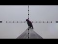 Pest Bird Hunting with Edgun Matador PCP Air Rifle Pest Bird Hunting with Edgun Matador PCP Air Rifle