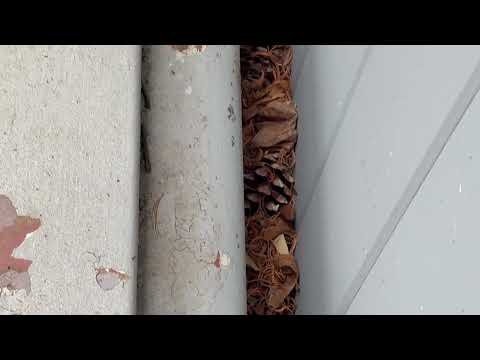 Bilco Doors Covered with Ants in...