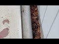 Bilco Doors Covered with Ants in Mantoloking, NJ