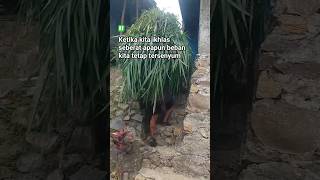 Download lagu Berdamai dengan apa yang terjadi Mangu azizah #liriklagu #cover #storywa #coverlagu #coversong mp3