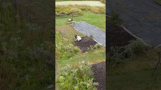 Rolling Out an INSTANT MEADOW: Boring Lawn to Blooming Field #nativeflora #meadows