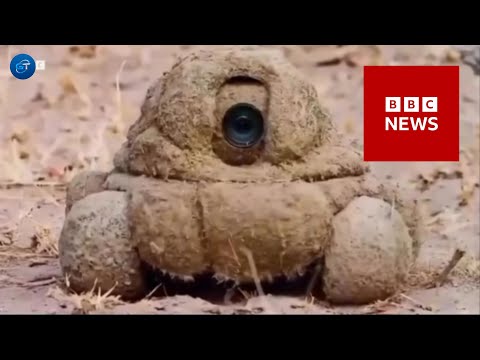 The BBC uses Robot Cameras Disguised as Elephant dung to Film Wildlife up Close