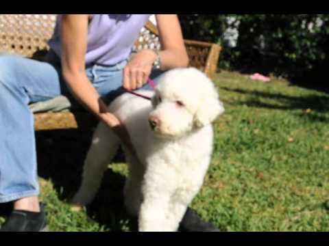 Mickey, an adopted Poodle in Houston, TX_image-1