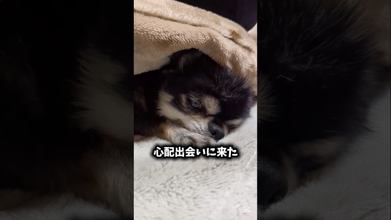 子犬が亡くなる前日