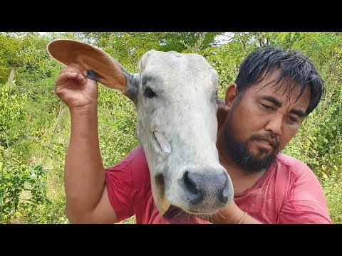 download lagu mp3 mp4 Cooked Cow Head, download lagu Cooked Cow Head gratis, unduh video klip Cooked Cow Head