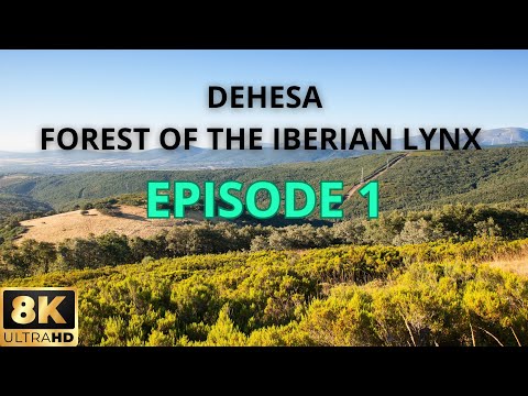 DEHESA /nature documentary : Forest Of the Iberian Lynx/ Episode 1
