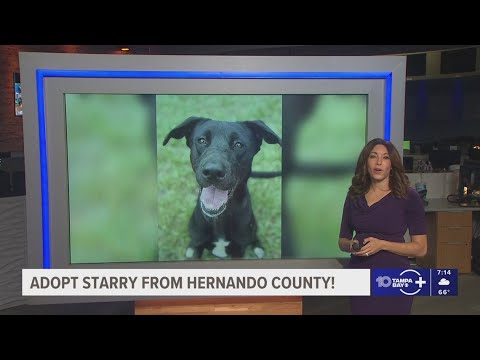 Give Starry from Hernando County a fur-ever show! - YouTube