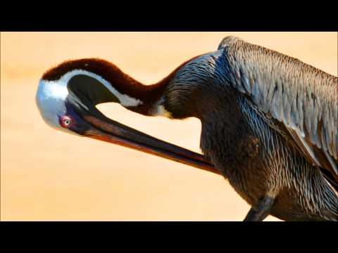 L'Executeur de Hong Kong - Le Pélican du Galapagos