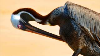 L'Executeur de Hong Kong - Le Pélican du Galapagos