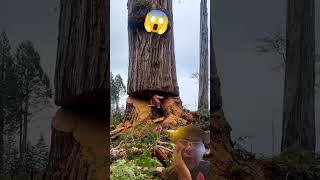 Download lagu Pokok besar vs pemotong kayu.. seram #skills #balak #scary #tree mp3 Download lagu Pokok besar vs pemotong kayu.. seram #skills #balak #scary #tree mp3
