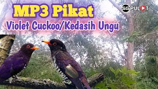 Download lagu Suara Pikat Burung Vir4l,Violet Cungko/Kedasih Ungu mp3 Download lagu Suara Pikat Burung Vir4l,Violet Cungko/Kedasih Ungu mp3