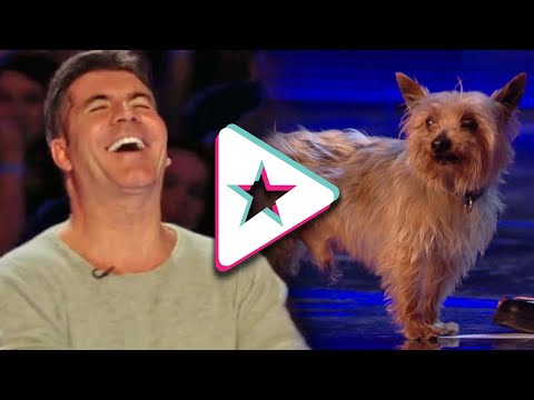 HILARIOUS Dog Acts Go WRONG: Max The Dog Has Ant Running Scared! | Animal Auditions From Got Talent!
