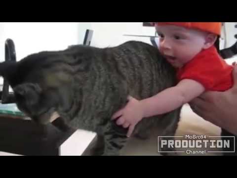 Babies annoying cats – Funny baby & cat compilation   YouTube