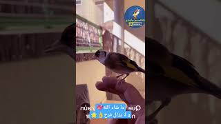 سبحان الله حسون فرخ طفرة لم يفسر بعد تغريده و يحاول التكبيس يد صاحبه حفزته أكثر من اللازم
