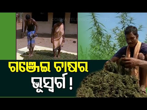 Tribals Adopting Ganja Farming In Malkangiri Raises Concern For Local Administration