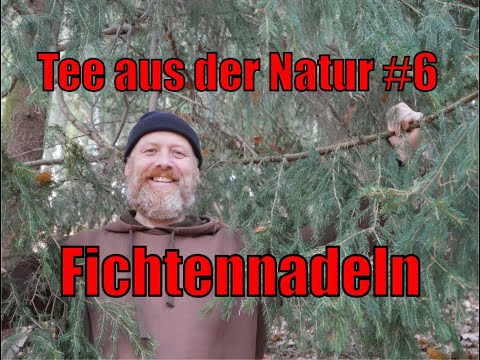 Tee aus der Natur #6 - Fichtennadeln - Picea abies