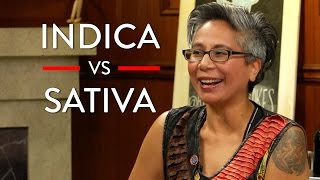 Different Types Of Marijuana (Indica vs Sativa vs CBD)