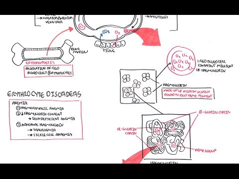 Haematology - Red Blood Cells