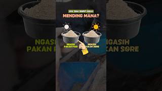 Download lagu AGAR SAPI CEPAT GEMUK - MEMBERIKAN PAKAN SAPI. Pakan Sapi Pagi atau Sore. #peternakmuda #sapi mp3