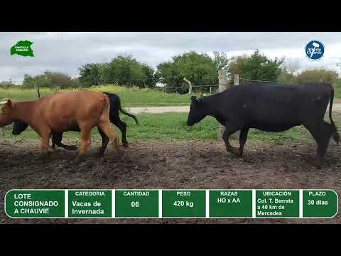 Video del lote L0-000858