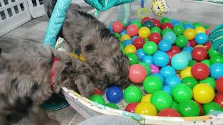 Video preview image #9 Bordoodle Puppy For Sale in STRAFFORD, MO, USA
