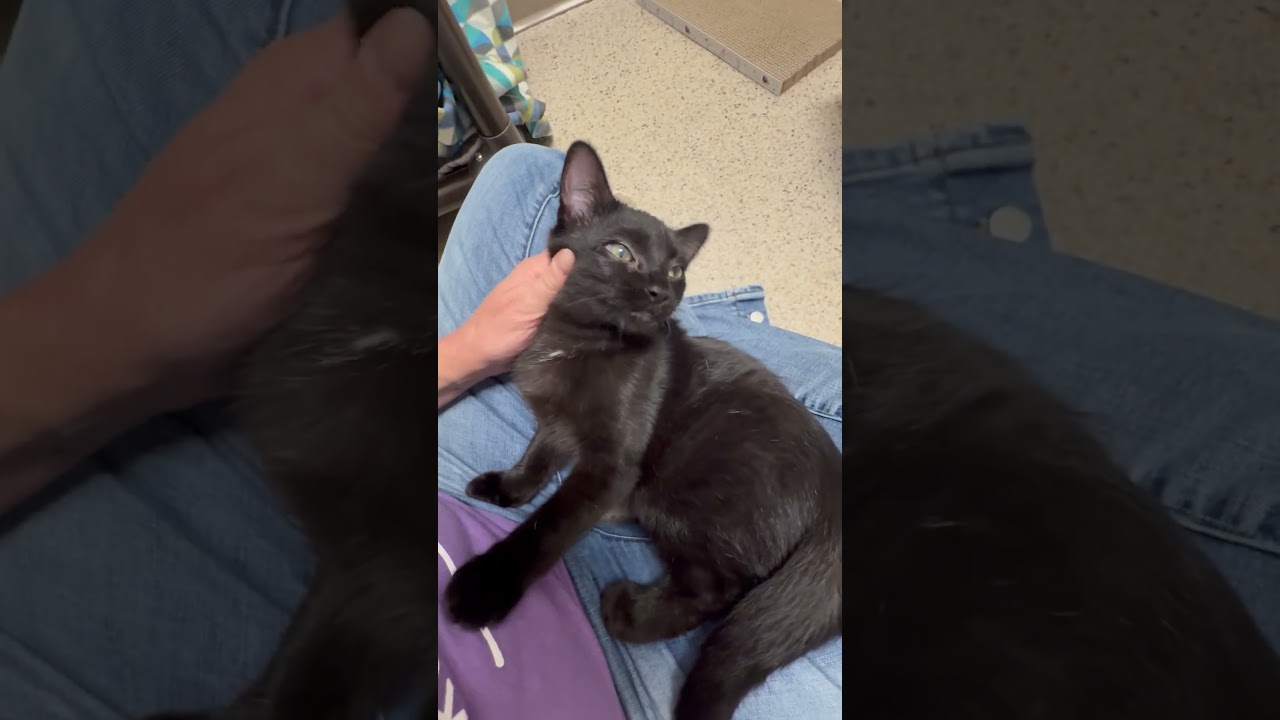 Enlarge McCloud, a Adoptable Domestic Short Hair in Oshkosh, WI video 5/5
