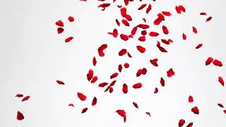 Red Rose Petals Falling White Background