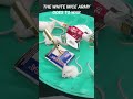 The white mice army goes to war #shorts