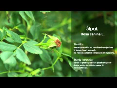 Baza bilja - Preslica, Rusomača, Šipak, Smilje, Šparoga