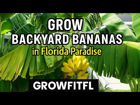 How to Grow Bananas in Florida: Backyard Tropical Garden Tips