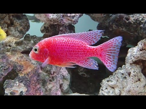 Watch Video on YouTube