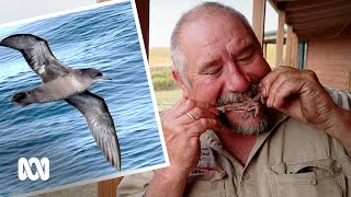 Like an eel on legs - Flinders Island residents love to eat mutton bird | ABC Australia