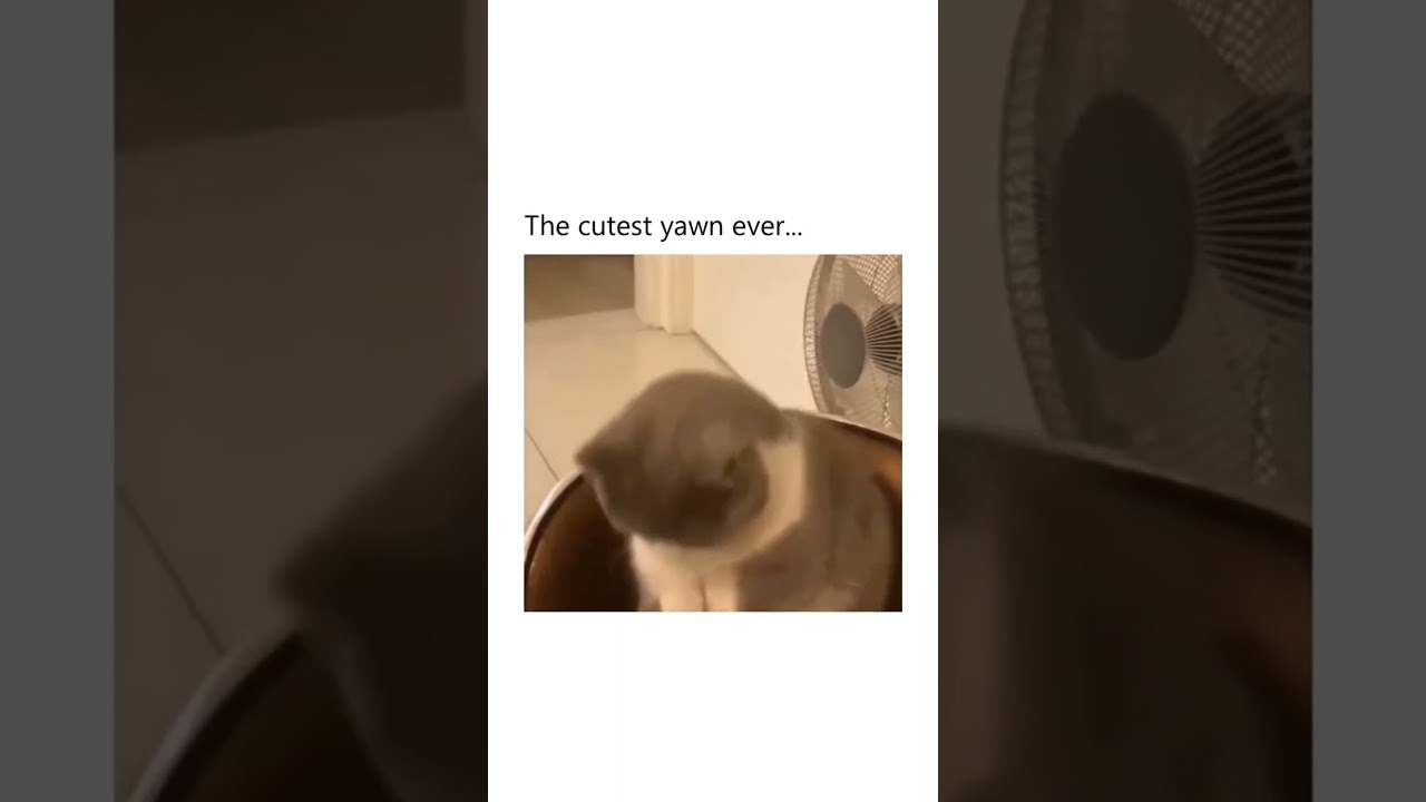 The cutest yawn ever😍😍😍#cat#yawn#cute