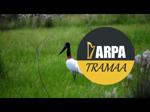 Antonia Volcan - El Gabán