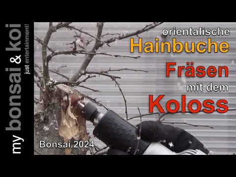 Bonsai 2024-8 - orientalische Hainbuche - Fräsen und Stellen mit dem KOLOSS!